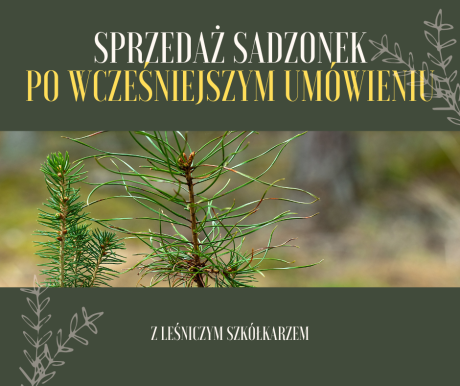 Sprzedaż sadzonek po wcześniejszym umówieniu